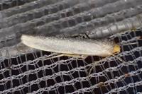 Eilema caniola