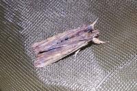 Lithophane semibrunnea