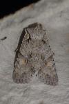 Lithophane ornitopus