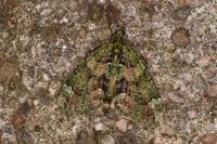 Chloroclysta siterata