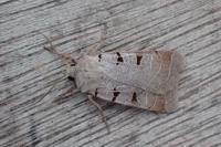 Eugnorisma glareosa