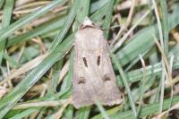 Agrotis exclamationis exclamationis