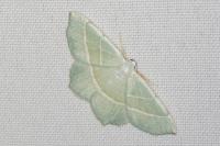 Campaea margaritaria