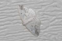Lomographa temerata