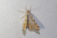 Macaria liturata