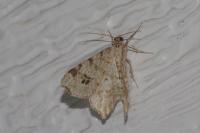 Macaria notata
