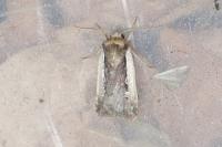 Ochropleura plecta
