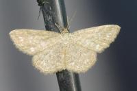 Scopula immorata