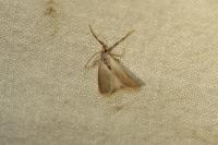 Acentria ephemerella