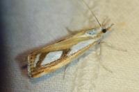 Catoptria gr. permutatellus