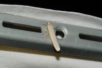 Eilema caniola