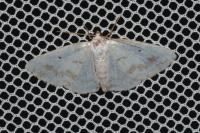 Lomographa temerata