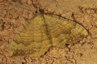 Camptogramma bilineata