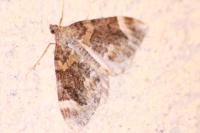 Dysstroma citrata