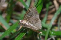 Thera britannica/variata