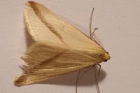 Rhodometra sacraria