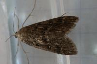 Parapoynx stratiotata