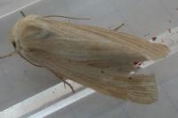 Mythimna pallens