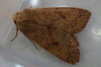 Sunira circellaris