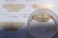 Idaea aversata