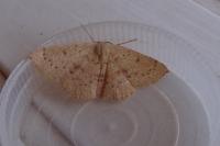 Cyclophora puppillaria