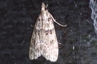 Scoparia ambigualis
