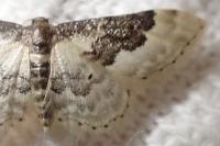 Idaea rusticata