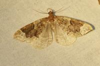 Eulithis prunata