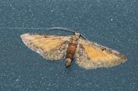 Eupithecia icterata