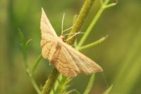 Idaea ochrata
