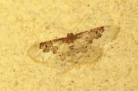 Idaea rusticata