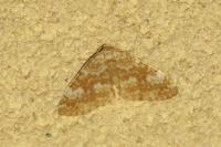 Perizoma flavofasciata