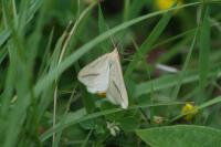 Aspitates gilvaria