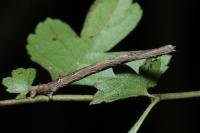 Angerona prunaria