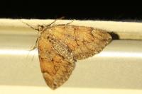 Thera obeliscata