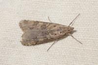 Nomophila noctuella
