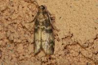 Euzophera pinguis