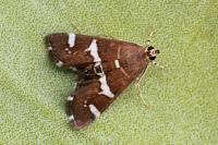 Spoladea recurvalis