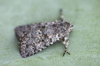 Aporophyla canescens