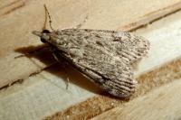 Eudonia truncicolella