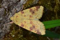 Cirrhia icteritia