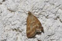 Pyrausta despicata