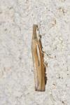 Agriphila tristella