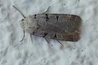 Eugnorisma glareosa