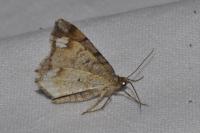 Macaria liturata