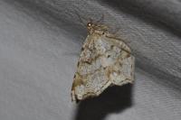 Macaria notata