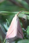 Rhodometra sacraria