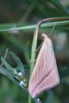 Rhodometra sacraria