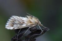 Cynaeda dentalis