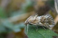 Cynaeda dentalis